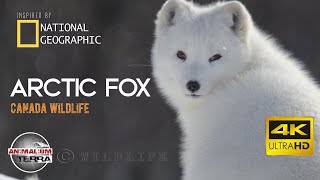 Arctic Fox  Canada Wildlife  Scientific name Vulpes Lagopus [upl. by Cuthburt]