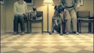 Funny Dog Ad  Nutrience 2 [upl. by Sinclare369]