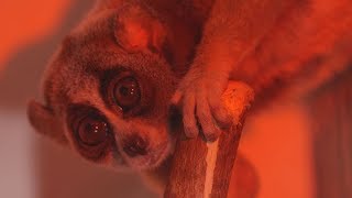 Nocturnal Pygmy Slow Loris [upl. by O'Neil]