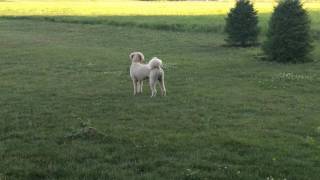 Goldendoodle Dog barking howling [upl. by Kaila550]