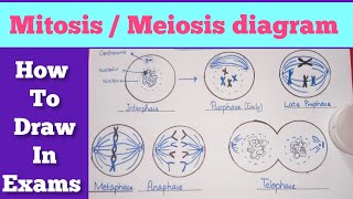 Easy steps to draw mitosismeiosis diagram  Mitosis diagram  Meiosis diagram [upl. by Sedecram676]