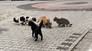 Cats mating nonstop on the street These Cats are so beautiful 😍 [upl. by Ydassac]