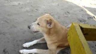 rabid dog in Goa India [upl. by Alliw224]