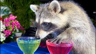 Wild Raccoon Taste Test of Red and Green JellO [upl. by Brit692]