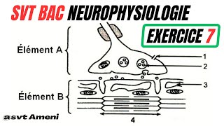 SVT Bac Neurophysiologie Mécanisme de la contraction musculaire  Exercice 7  Corrigé [upl. by Niroc638]