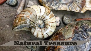 Crystal Fossils Ichthyosaur Teeth Ammonites and Nautilus [upl. by Aeneas]