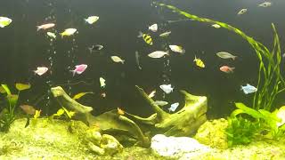 Aquarium decorative fish [upl. by Mount]