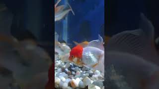 Red Cap Orenda Goldfish [upl. by Tyson]