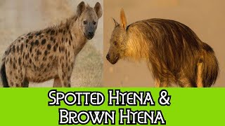 Spotted Hyena amp Brown Hyena  The Differences [upl. by Nevil]