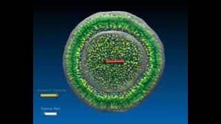 DMPC Liposome under oscillating electric field [upl. by Arther]