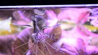 Pantodon buchholzi African butterflyfish feeding Motylowiec [upl. by Yona]