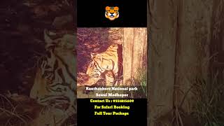 Ranthambore Tiger Safari Latest Video 2024 animals wildlife [upl. by Cesaria]