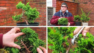 Developing Hinoki Cypress Bonsai from nursery stock [upl. by Petronille918]