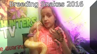 Breeding Snakes 2016 Update SnakeHuntersTV [upl. by Dunning]