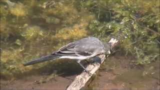 Pied Wagtail Motacilla alba [upl. by Rori]