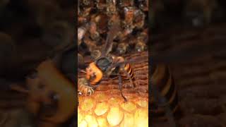 Western Honeybees Brave Defense Giant Hornet Retreats Under Pressure [upl. by Innaig703]