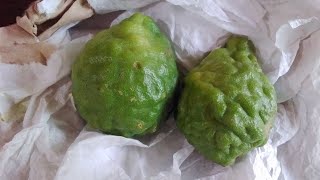 Grow Kaffir lime from seeds [upl. by Norreg]