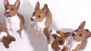 Basenji puppies [upl. by Larine]