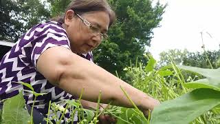 520 Harvesting Beans and Zucchinis [upl. by Aicilas]