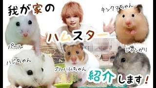 ハムスターの種類と性格の違いが一目瞭然な動画 hamster [upl. by Queenie]