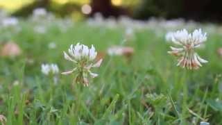 Canon Eos 1200D Video Test  EFS 18  55 mm IS II [upl. by Gwendolen709]