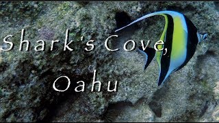 Best Snorkeling on Oahu  Sharks Cove Video HD [upl. by Darrell]