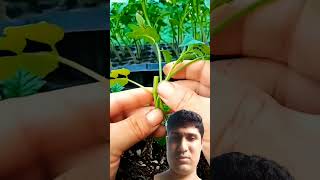 Tomato Grafting technique shortviral shortvideo shorts subscribe [upl. by Gardas74]