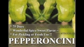 PEPPERONCINI STAVROS  Greek heirloom Pepper seeds Seeds by wwwMySeedsCo [upl. by Ecinrev]