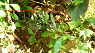 Medicinal plant  Vernonia Cinerea  Little Ironweed  Ash Coloured Fleabane [upl. by Sylvester]