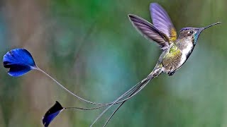 Marvelous spatuletail bird is an Endangered species of hummingbird in the quotbrilliants [upl. by Enirual603]