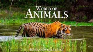 Animal World 4K  Scenic Wildlife Film With Calming Music [upl. by Grogan]