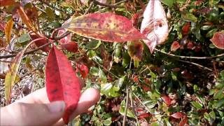 Red Robin or the Photinia or red and green fire shrub [upl. by Nired]