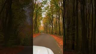 nature autumn leaves forest [upl. by Enrev]