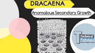 Anomalous Secondary Thickening In Dracaena  Plant Anatomy And Embryology [upl. by Hay]