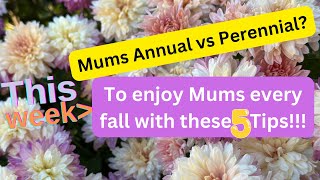 5 Tips to get Mums to come back every year [upl. by Ehcropal]