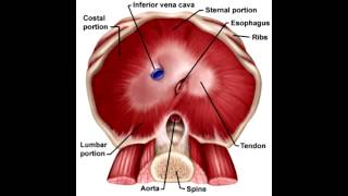 Diaphragm Anatomy amp Structures that Perforate Diaphragm [upl. by Mastic]