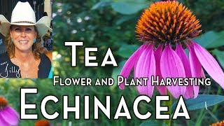 Echinacea Tea – Harvesting Echinacea for Tea [upl. by Ayam]