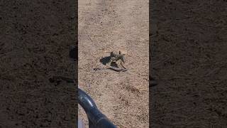 🦎 Goanna Vs 🐍Venomous Snake Australia Outback wildlife Australia eating Snake shorts viral [upl. by Arocahs34]