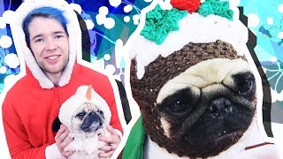 PUGS IN CHRISTMAS OUTFITS [upl. by Gerald]