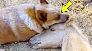 Old Dog Approached Dying Orphaned Foal You Wont Believe What Happened Next [upl. by Remde]