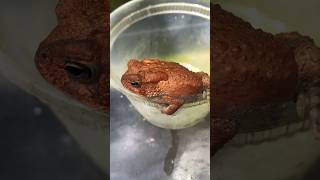 Bufotoxin Greenhouse Red American Toad Anaxyrus americanus 8152024 [upl. by Ontine]