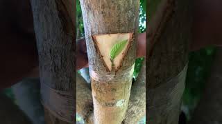 Guava and mango tree grafting​ [upl. by Trici]