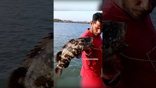 Grouper Fish Fishing in River Mouth fishingislife grouperfish fishingtecnique fish fishing [upl. by Monroy7]