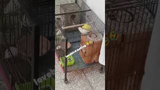 Love bird crossing mating birds youtubeshorts foryou lovebirds parrot shorts shotsvideo [upl. by Gnap306]