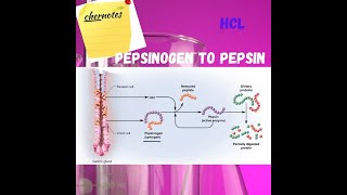 HCL Conversion of Pepsinogen to Pepsin Hormone Gastrin [upl. by Avon]