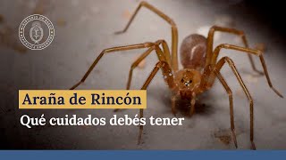 Araña del rincón ¿Qué cuidados debes tener [upl. by Mercola]