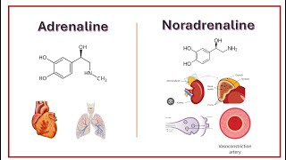 Adrenaline vs Noradrenaline What’s the Difference [upl. by Aoket]