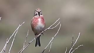 Ketenkuşu Common Linnet  Linaria cannabina birds kuşlar birdsofturkey [upl. by Urba]