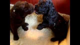 Nestje 2012  Week 4 video 2  Freonskip Australian Labradoodles [upl. by Nnateragram477]