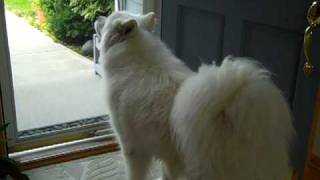 Samoyed Singing [upl. by Easter]